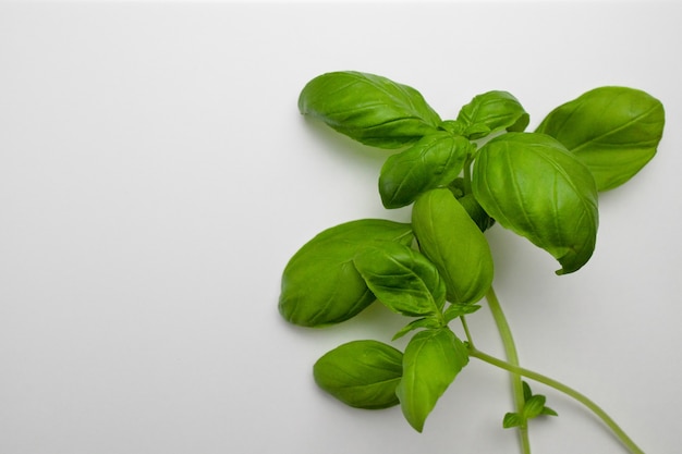 Folhas de manjericão verde fresco em fundo branco vista superior plana lay