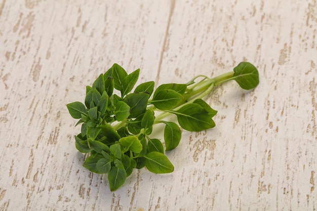 Folhas de manjericão verde