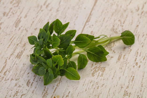 Folhas de manjericão verde