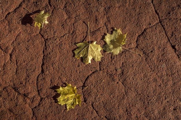 Foto folhas de maple outono amarelo mentem sobre o revestimento do piso vermelho