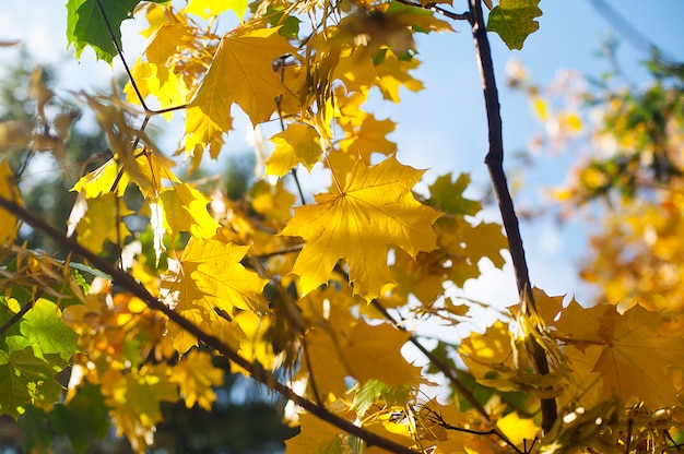 Folhas de Maple outono quente do sol árvore turva
