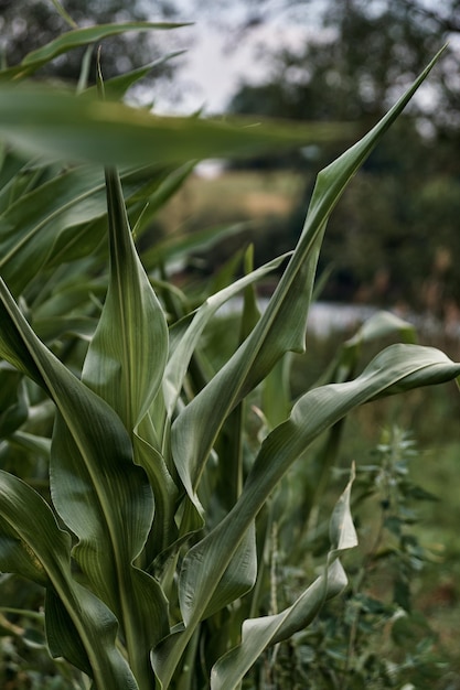 Foto folhas de milho verde em um campo em um jardim agrícola