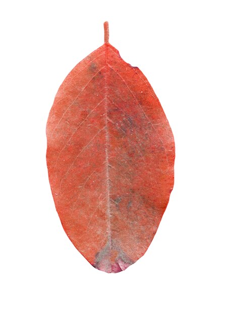 Foto folhas de mirtilo isoladas no branco