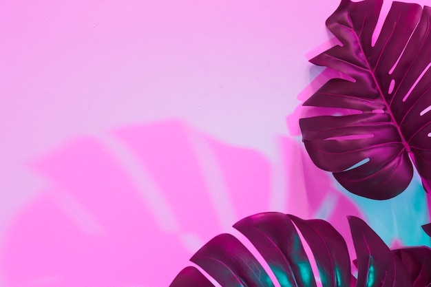Folhas de Monstera com sombra em fundo rosa