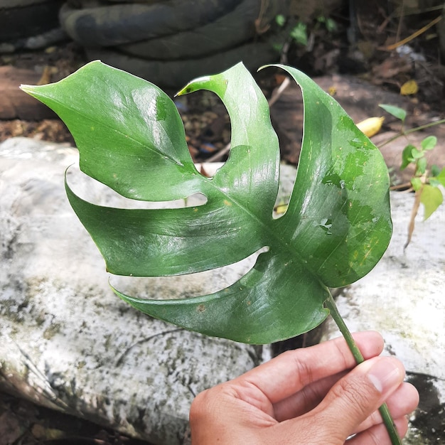 Folhas de monstera com textura de fundo