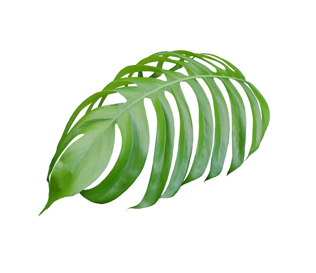 Folhas de monstera da selva tropical, árvore de folha de queijo suíço isolada no fundo branco