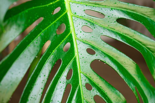 Folhas de Monstera fecham com gotas de água