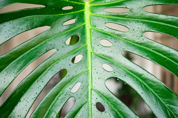 Folhas de Monstera fecham com gotas de água