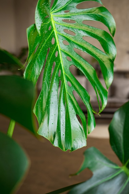 Foto folhas de monstera fecham com gotas de água