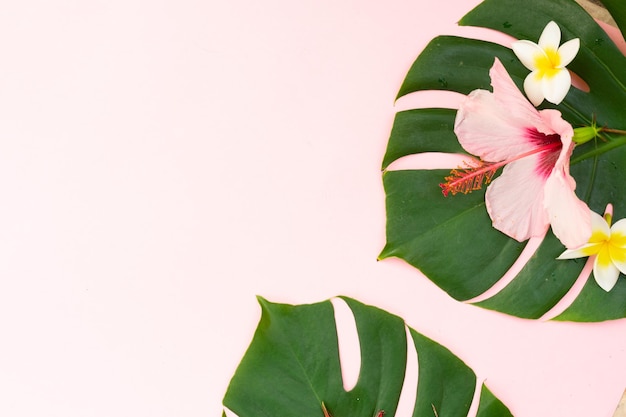 Foto folhas de monstera verdes tropicais frescas e flores exóticas em fundo rosa com espaço de cópia plana vista superior
