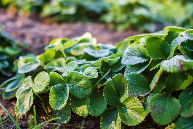 Folhas de morango cobertas de geada em uma manhã fria de outono no jardim linda paisagem natural do campo com forte fundo embaçado