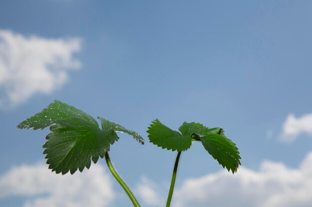 Folhas de morango contra o céu Folhas verdes do céu azul