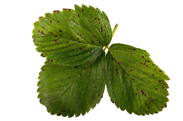 folhas de morango isoladas em fundo branco