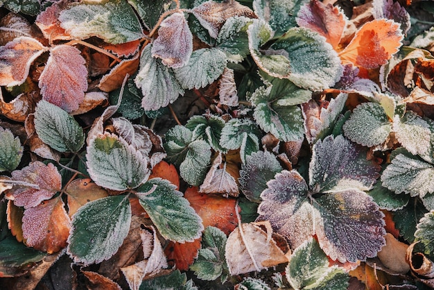 Folhas de morango secas cobertas pela primeira geada no jardim da manhã