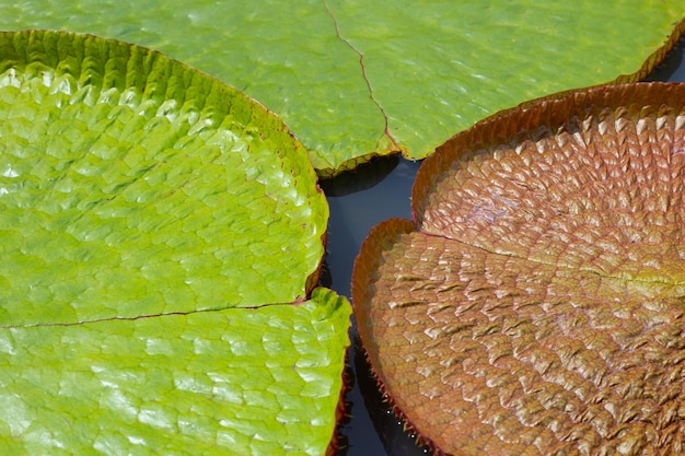 Folhas de nenúfar Victoria Linda flor de lótus