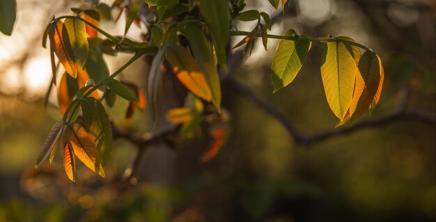 Folhas de noz verde laranja contra um belo brilho laranja do pôr do sol