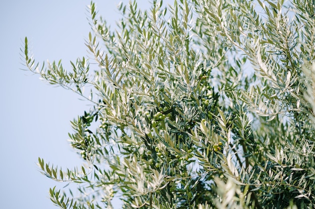 Folhas de oliveira em galhos de árvores, com frutos verdes contra o céu azul. Foto de alta qualidade