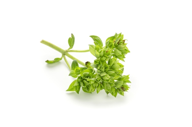 Folhas de orégano verde fresco isoladas na superfície branca. Origanum vulgare