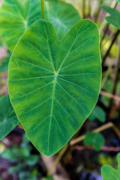 Folhas de orelha de elefante Taro