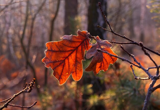 Folhas de outono. A natureza pintou a floresta com as cores do outono. Folhas de carvalho brilham lindamente ao sol