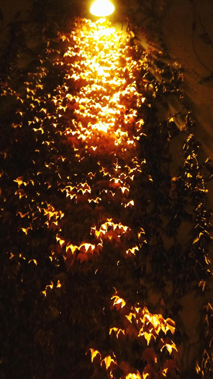 Foto folhas de outono à noite