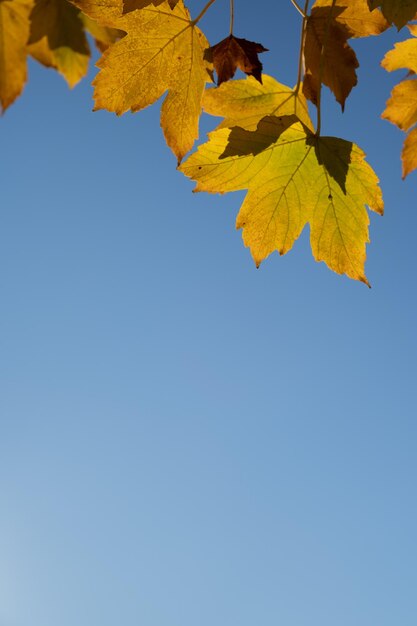 Folhas de outono amarelas alaranjadas no fundo do céu Temporada de outono outubro novembro