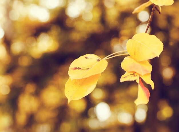 Folhas de outono amarelas brilhantes sob a luz solar. Fundo sazonal