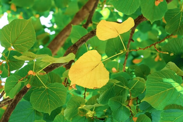 Folhas de outono amarelas contra o fundo de folhas verdes