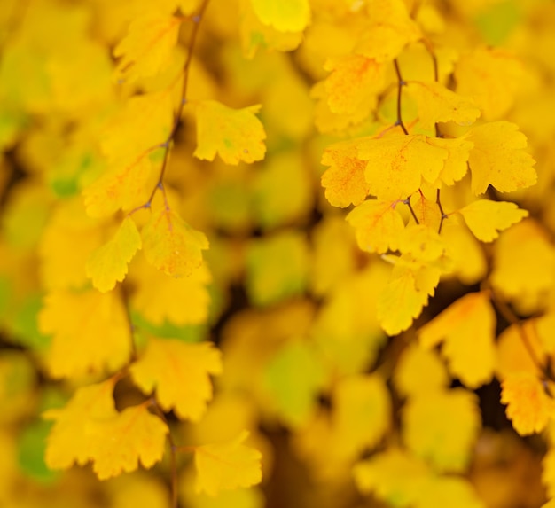 Folhas de outono amarelas copiam foco seletivo de espaço de folhas de outono amarelas temporada de outono com folhas