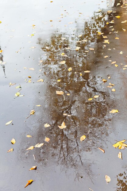 Folhas de outono amarelas e reflexo de árvore nua