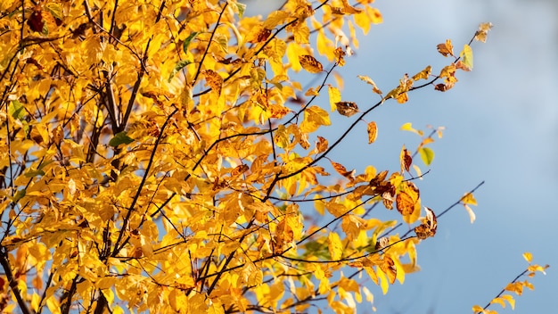 Folhas de outono amarelas em uma árvore em um fundo de céu azul