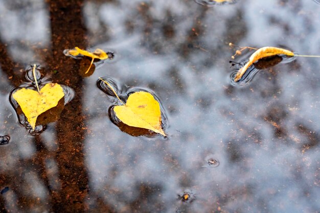 Folhas de outono amarelas em uma poça com reflexo do céu