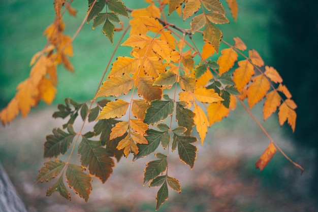 Folhas de outono amarelas, Folhas verdes e amarelas, Folhas de bordo de outono, paisagem de outono