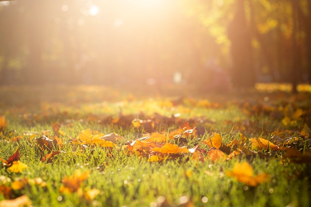 Folhas de outono amarelas na grama verde do parque em raios solares.