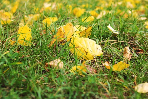 Folhas de outono amarelas na grama verde fechada