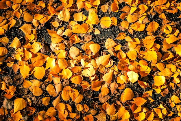 Folhas de outono amarelas no chão