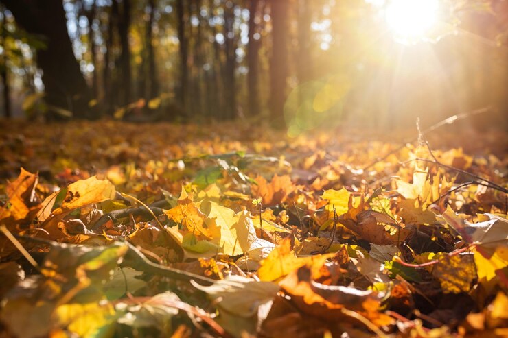 Foto folhas de outono amarelo-alaranjadas em um belo parque de outono em um dia ensolarado