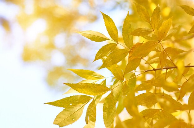 Folhas de outono amarelo cinza em raios de sol e céu claro