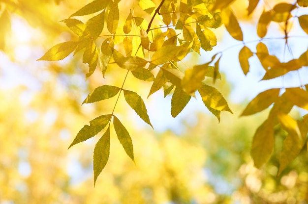 Folhas de outono amarelo cinza em raios de sol e céu claro