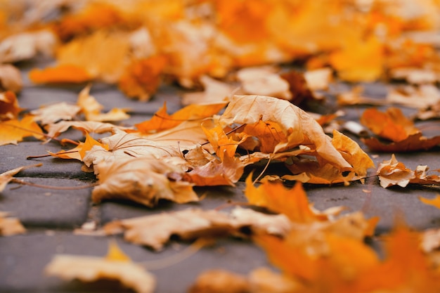 Foto folhas de outono amarelo no chão do parque. fall concep