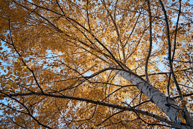 Foto folhas de outono ao pôr do sol na floresta