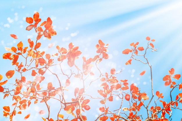 Folhas de outono brilhantes amarelas e vermelhas contra um céu azul à luz do sol Fundo de desfoque natural de outono Espaço livre para texto