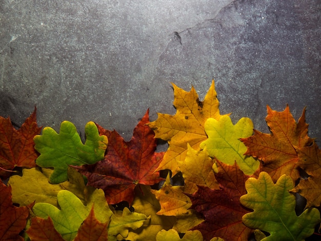 Folhas de outono brilhantes em um fundo cinza de concreto com lugar para texto