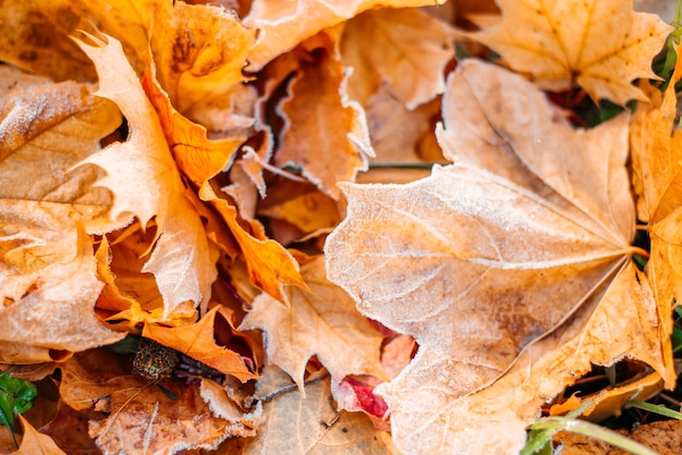 Foto folhas de outono caem folhas de outono coloridas com pó de geada