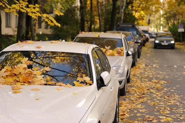 Folhas de outono caídas amarelas de carro - queda de folhas de outono