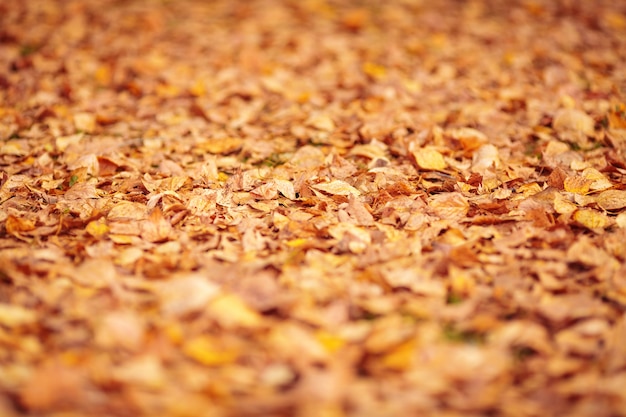 Folhas de outono caídas laranja no chão. Profundidade superficial de campo