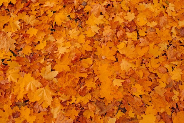 Folhas de outono caídas na grama Fundo de folhas de outono