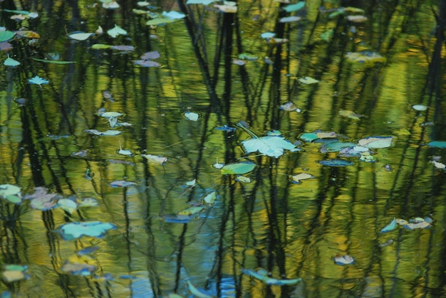 Folhas de outono caídas na superfície do lago, plano de fundo.