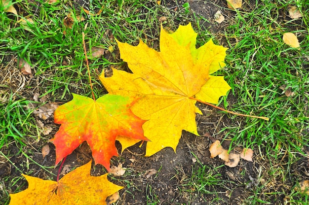 Folhas de outono caídas no chão