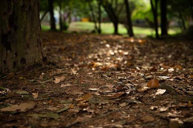 Folhas de outono caídas no fundo do solo da floresta marrom